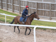 BP210325-15 - Squire Danagher